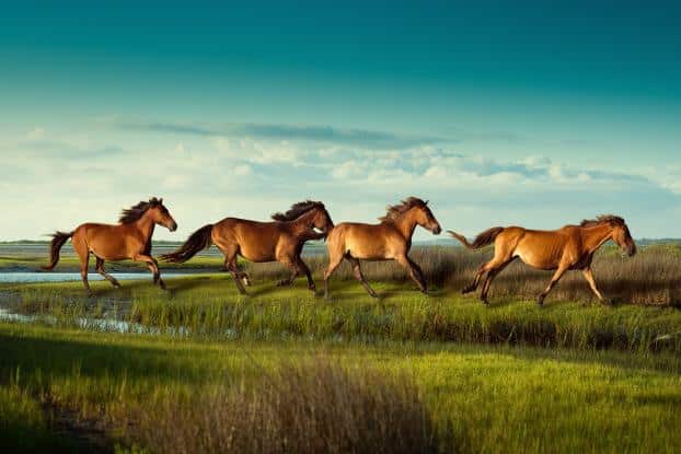 OUTDOOR - Outer Banks in North Carolina
