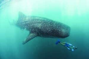 Philippinen_Donsol whale shark(c) Philippine Department of Tourism_Erwin Lim