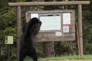 Slide 11 - Bears in Glacier