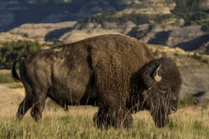 bison_in_badlands_045-w_0