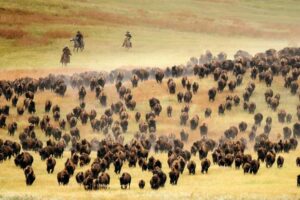 Custer State Park Annual Buffalo Roundup 00186 Hero Opt