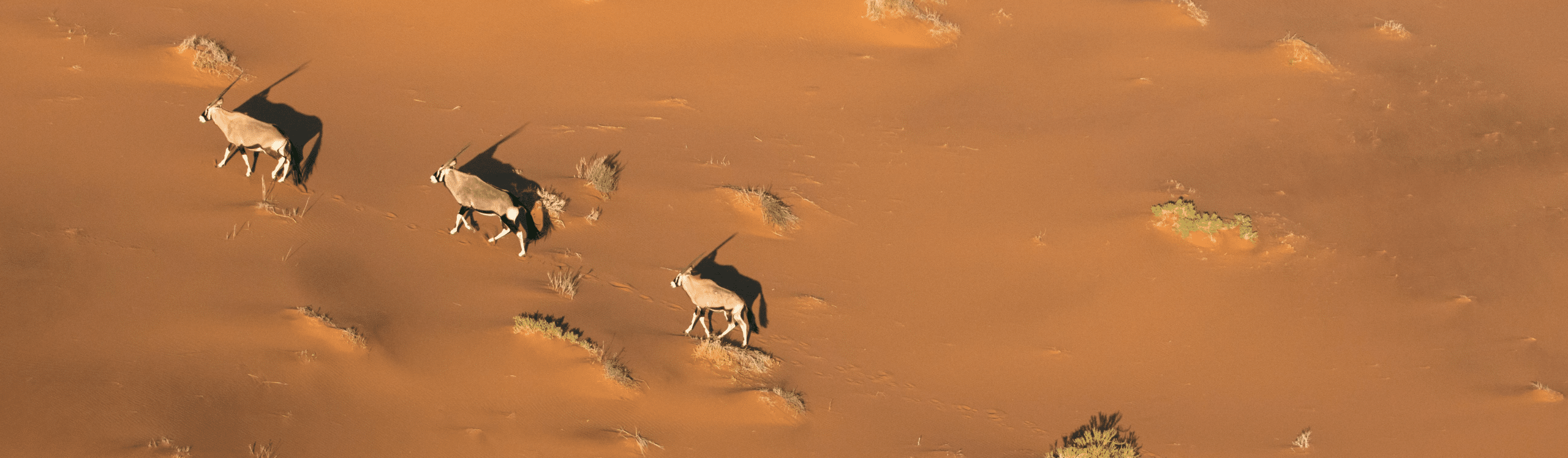 TravEcademy GUIDE – Afrika